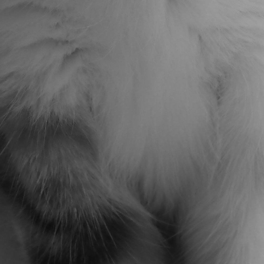 Fur Cat Hair Texture 2 - CLIP STUDIO ASSETS