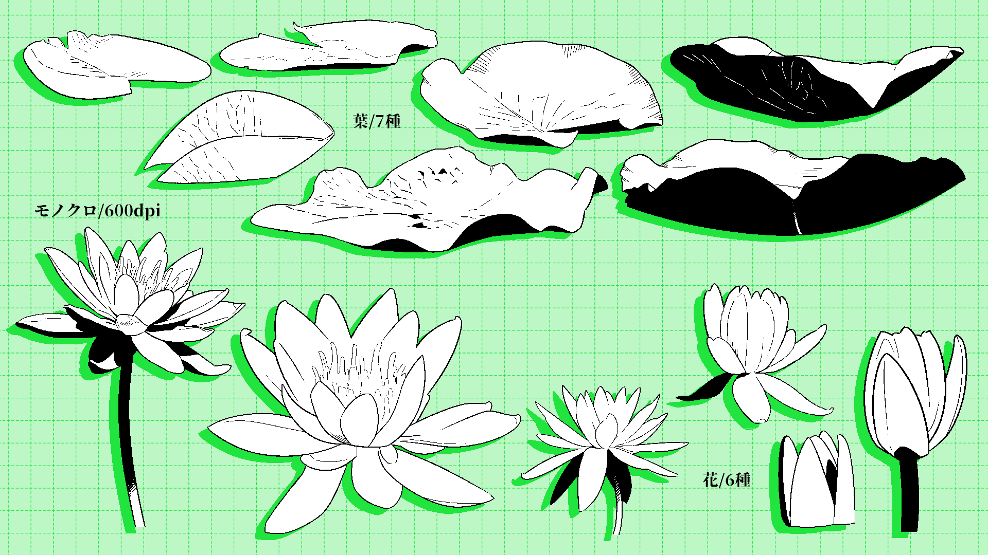 Water lily flowers and leaves - CLIP STUDIO ASSETS