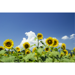 Sunflower Field Photo Clip Studio Assets