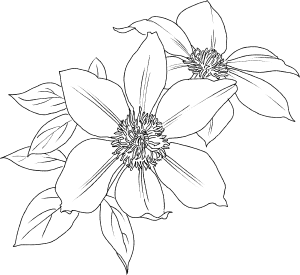 てっせん クレマチス の線画詰め Clip Studio Assets